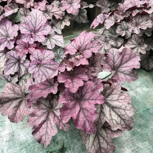 Heuchera 'Season´s King' - Helmikpööris 'Season´s King' P11/0,75L